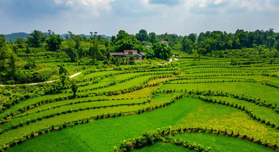 《广安市实施乡村振兴工程建设美丽广安·宜居
