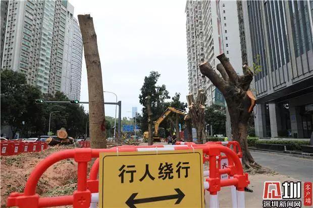 关注 | 曾经绿树成荫如今光秃秃一片，红荔路景田片区行道树为何被砍？