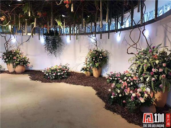 2020深圳月季花展盛装开幕300多种月季等你来赏