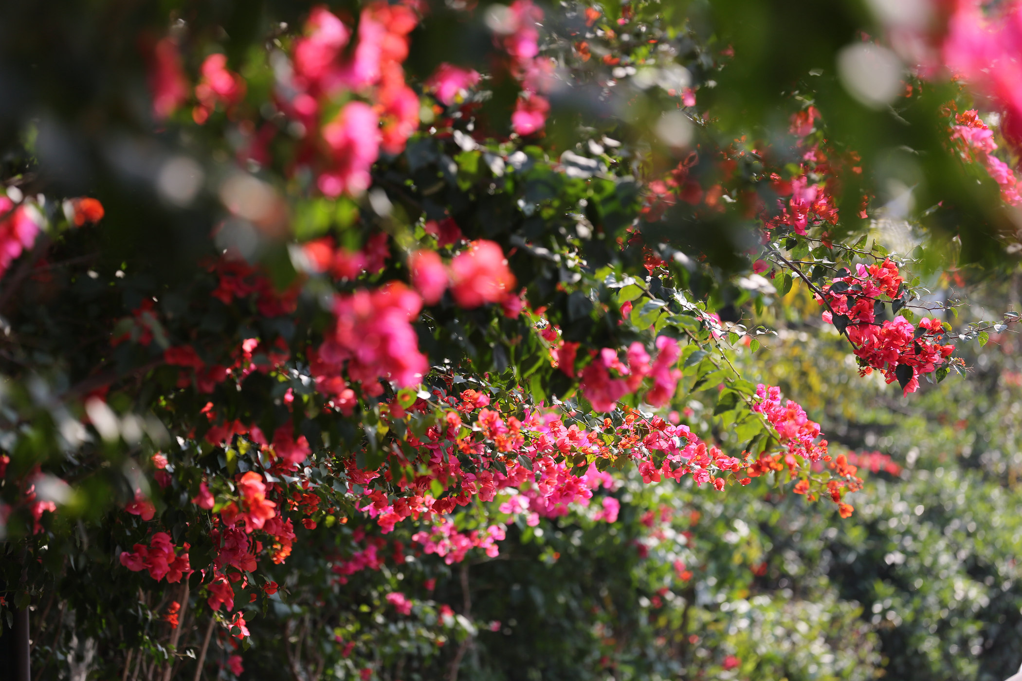 快来云赏花，宅在家里也能尽享深圳最美春色！