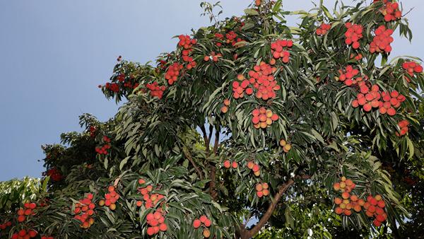 快报！航城街道黄田荔枝即将开摘上市！