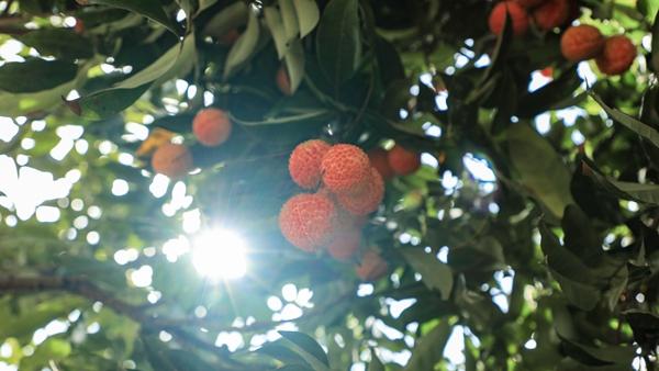 “黄田荔枝”举行开摘首寄仪式 开启航城甜蜜记忆