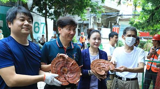 新安街道灵芝园社区的野生灵芝开采！市民围观见证沾福气