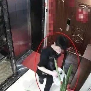 我为群众办实事 | 深圳一小区惊现“采鞋大盗” 警方20小时火速破案追赃