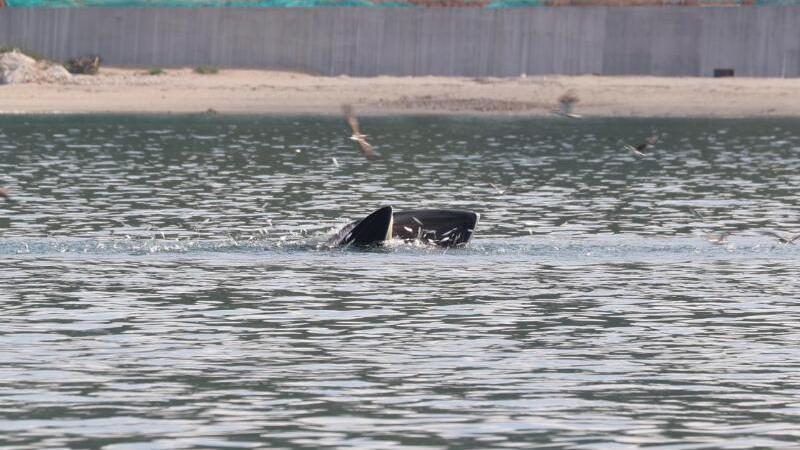 鲸鱼小布来了！多一些欢呼，再多一些保护！