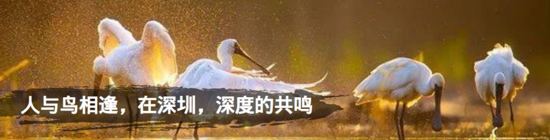深圳巨鼎医疗怎么样【招聘】倒计时2天！深圳大型秋招要来了，30000+岗位等你pick！_https://www.jmylbn.com_新闻资讯_第18张