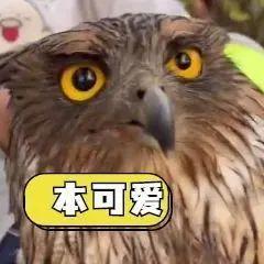 梧桐山散步“捡”到了只呆萌猛禽，你认识它吗？
