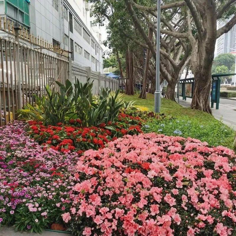 绿地改造升级！招商这个小区门口大变样，居民直呼“后花园”