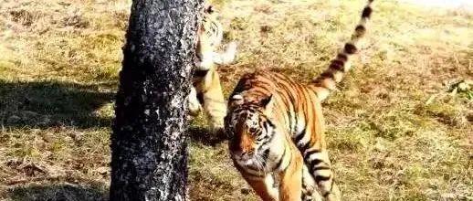 11只！虎年来南山这个地方过“虎瘾”！