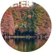 冬日限定美景！落羽杉红了，一起走进“童话世界”