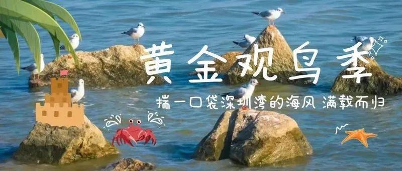 鸬鹚、黑脸琵鹭、海鸥……深圳湾“黄金观鸟季”，错过等一年