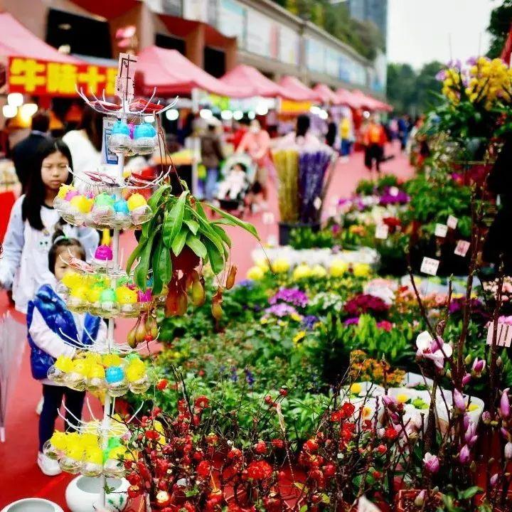 关注 | 行花街！深圳迎春花市南山16个购花点大公开~