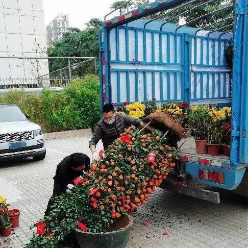 春节后，年花年桔如何处置？可在这里预约回收！