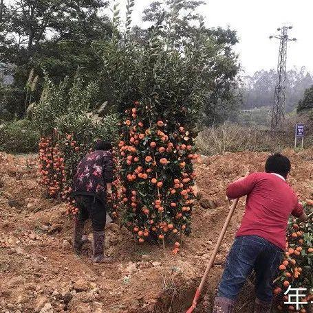 元宵后，年花年桔要这样处置！