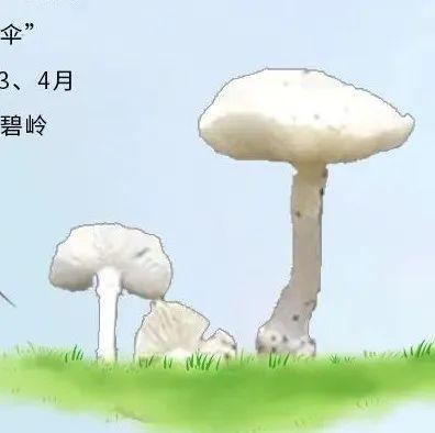 试试就逝世——路边的野菇你不要采