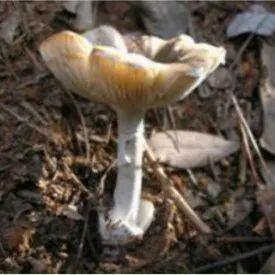 要命！又到致命毒菇高发季，路边蘑菇千万不要采！