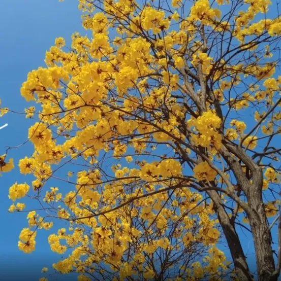 10万元奖金等你来拿！龙岗区抗疫作品征集大赛开始啦~