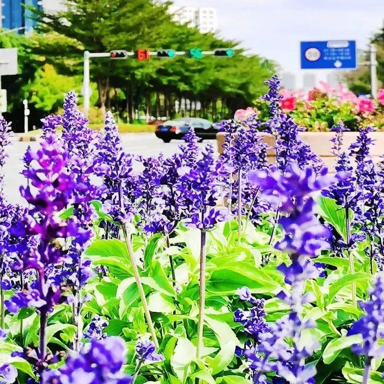 宅家“云”赏花！龙岗的春天超美的~