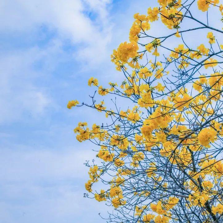 5区恢复运行，能跨区上班吗？深圳最新明确！