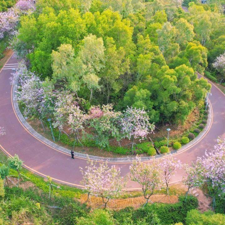 送你一抹粉色云霞，在家也能感受春意~