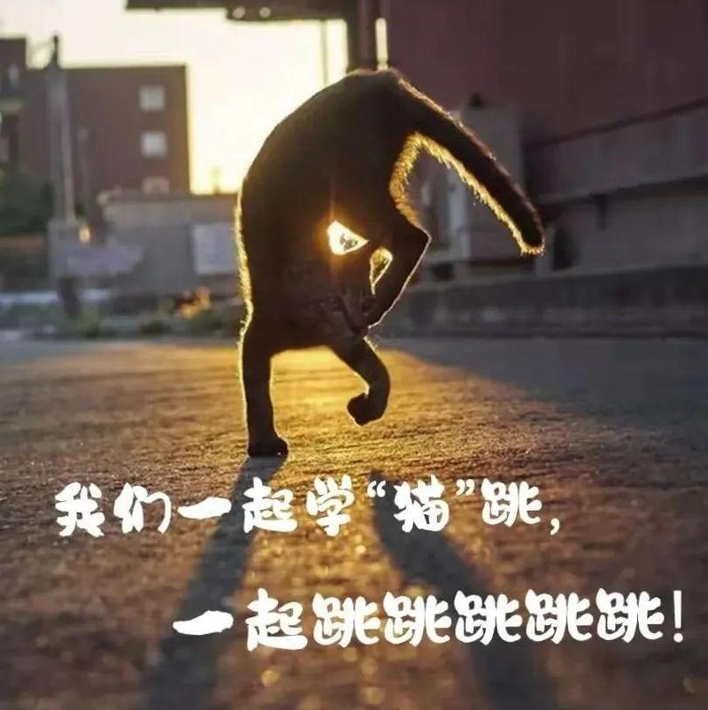 我们一起学“猫”跳，一起跳跳跳跳跳！