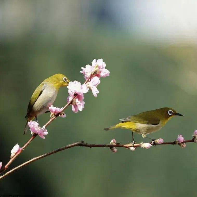 当春，乃发“声”！