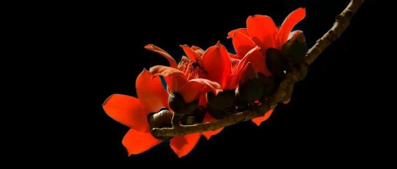 【新刊预览】执子如初见  一起赏《红棉》