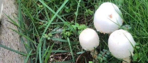 紧急提醒！这东西近期又来了！多人食用后中毒！