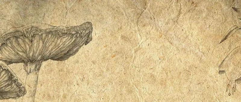 清明踏春，请注意这些“野伞伞”！