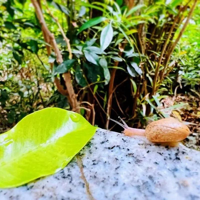 抗疫日记⑱ | 所有希望和美好，都将在龙岗的春天重逢