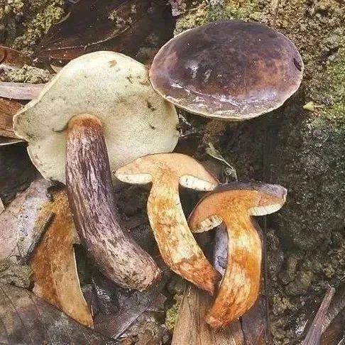 “毒菇”预警！这4种“伞伞”在深圳最常见，今年有人已中招