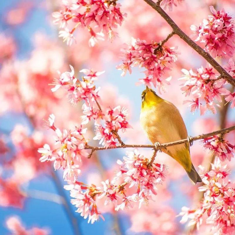 “阅”满鹤湖｜在做核酸的日子里找一找春天