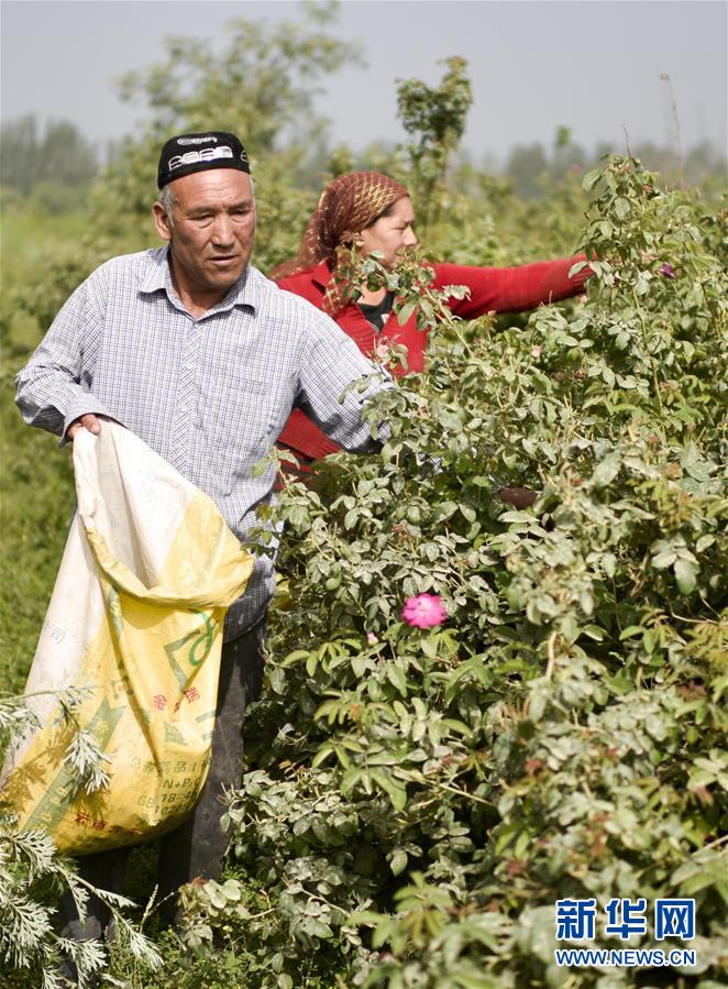 （图片故事）（4）和田农民：从挖玉人到采花人