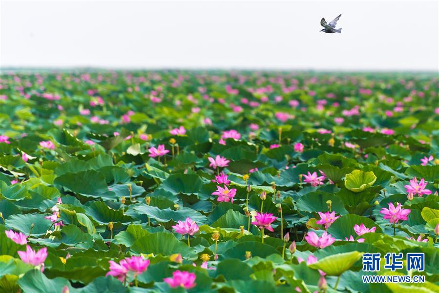 （美丽中国）（6）看今日洪湖：鸥鸟翔集 万荷飘香