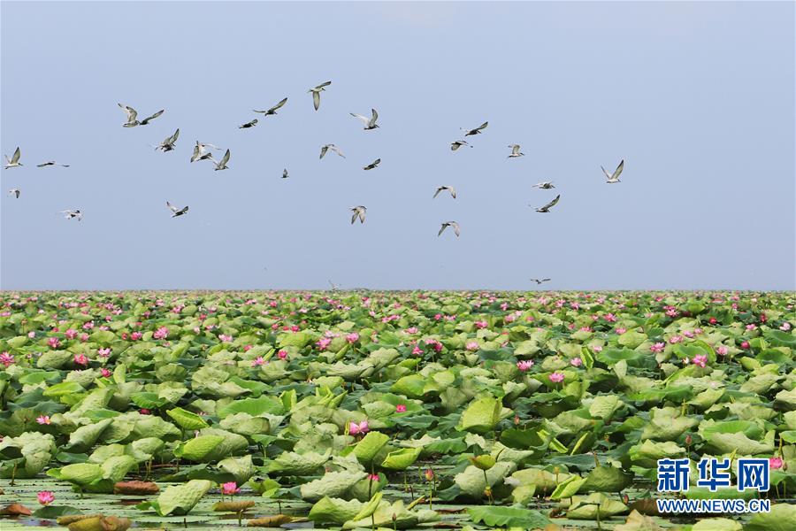 （美丽中国）（10）看今日洪湖：鸥鸟翔集 万荷飘香