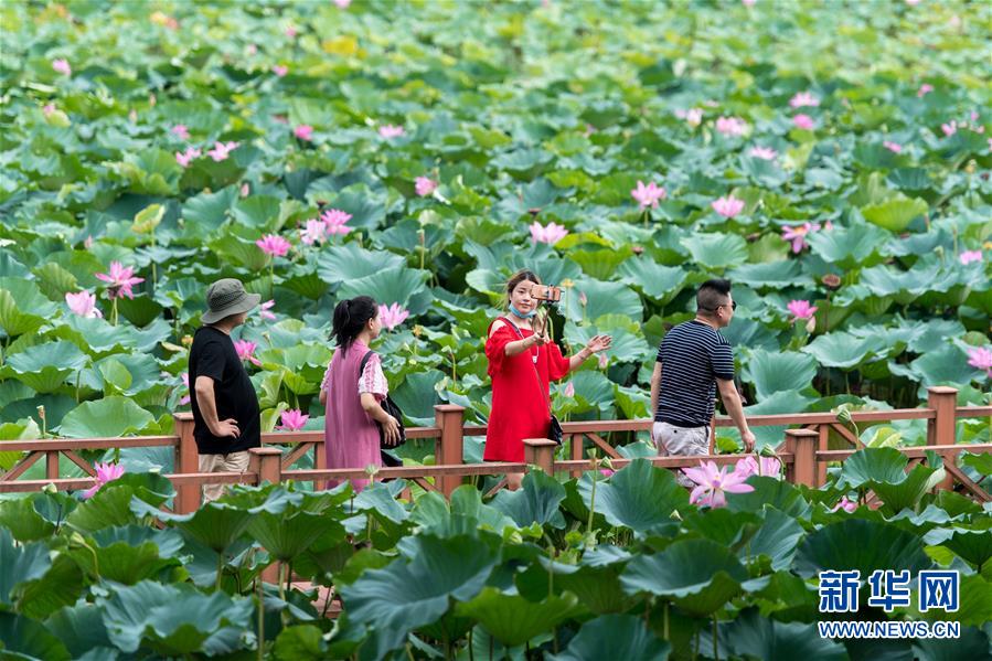 （美丽中国）（4）看今日洪湖：鸥鸟翔集 万荷飘香