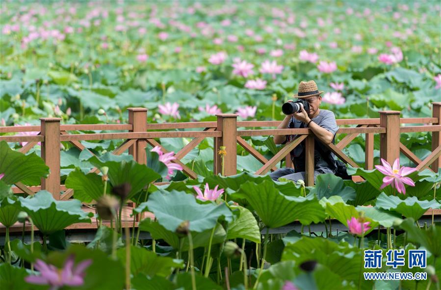 （美丽中国）（5）看今日洪湖：鸥鸟翔集 万荷飘香