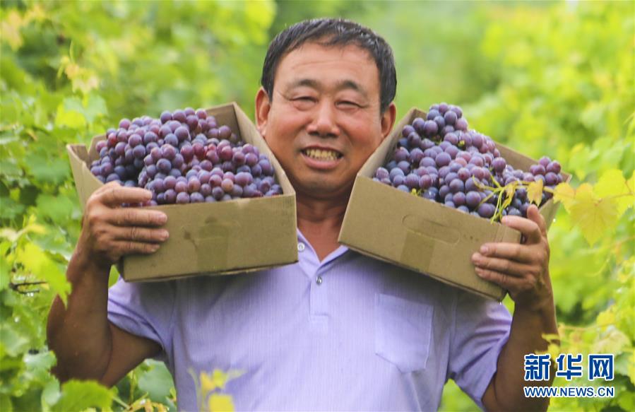 （经济）（4）河北永清：葡萄丰收乐农家