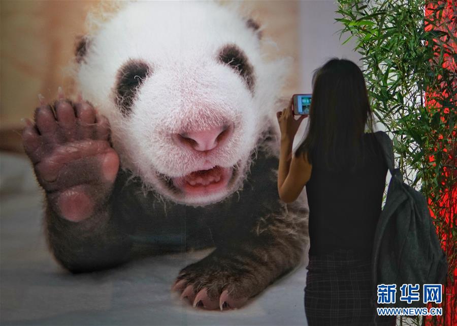 （文化）（1）“首届中国大熊猫国际文化周”在京开幕