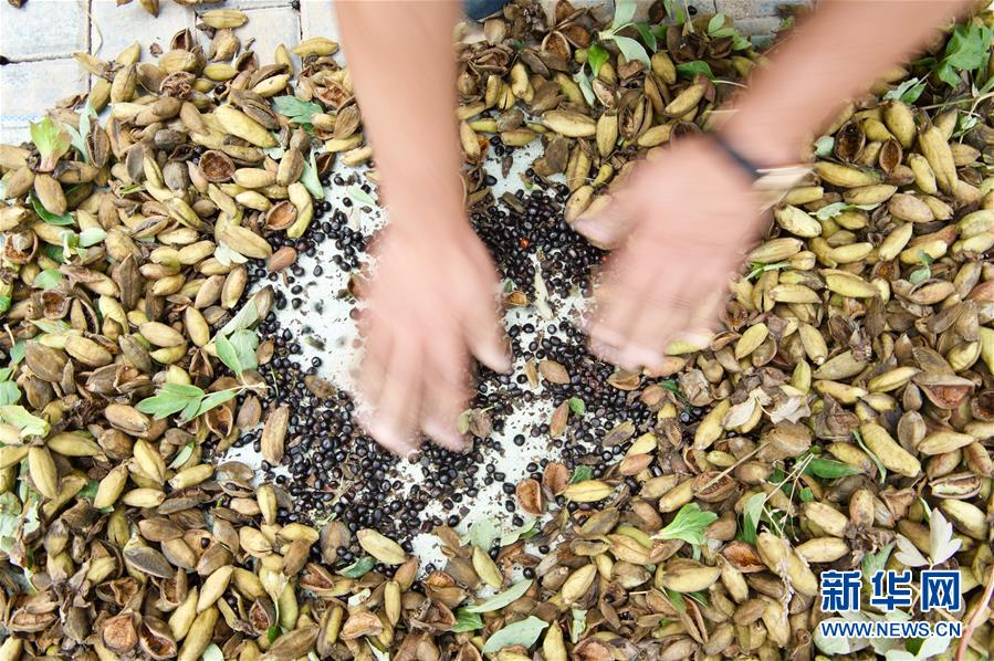 （宁夏60年）（7）宁夏固原：牡丹籽油润旱塬