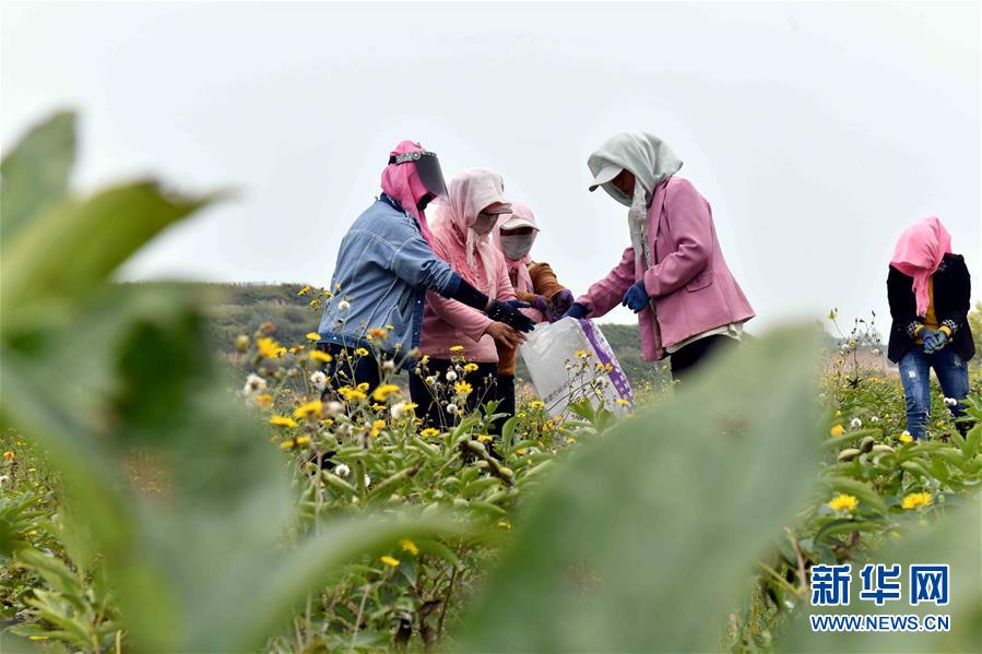 （宁夏60年）（9）宁夏固原：牡丹籽油润旱塬