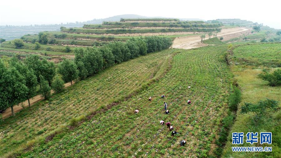 （宁夏60年）（4）宁夏固原：牡丹籽油润旱塬