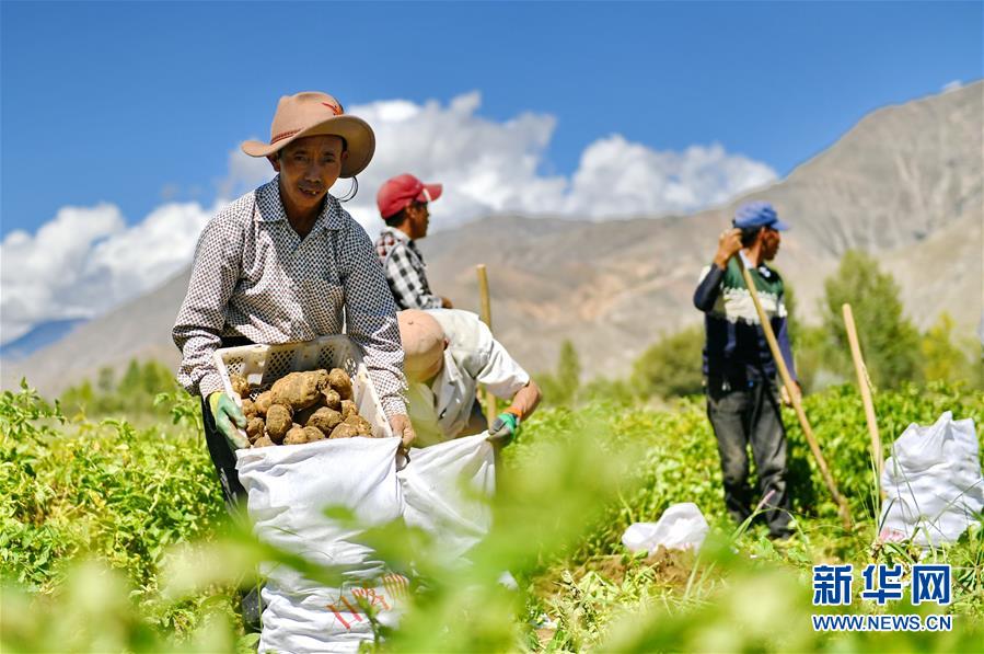 （脱贫攻坚）（1）西藏日喀则土豆丰收