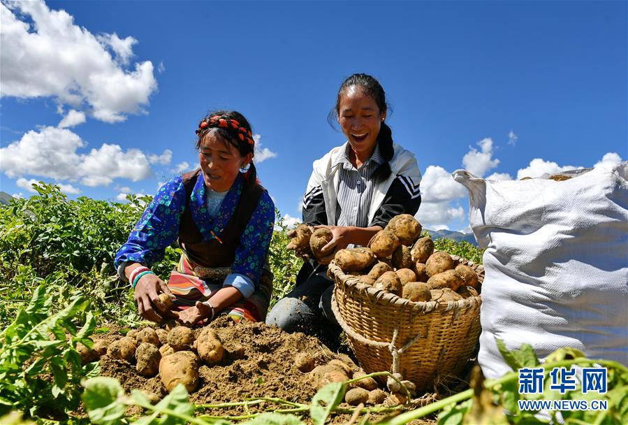 （脱贫攻坚）（3）西藏日喀则土豆丰收