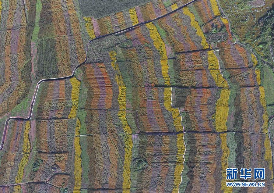 （美丽中国）（10）云南罗平：七彩花田美如画