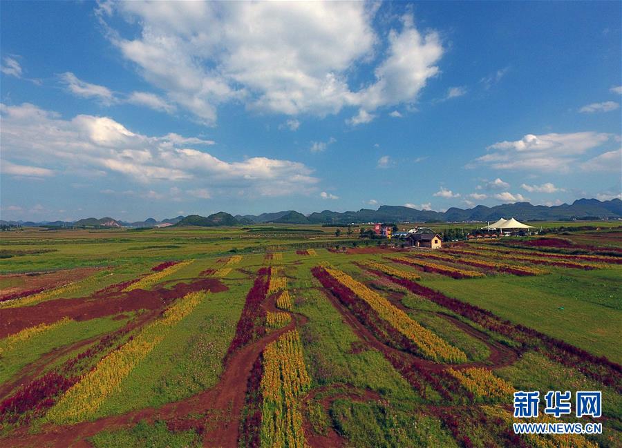 （美丽中国）（2）云南罗平：七彩花田美如画