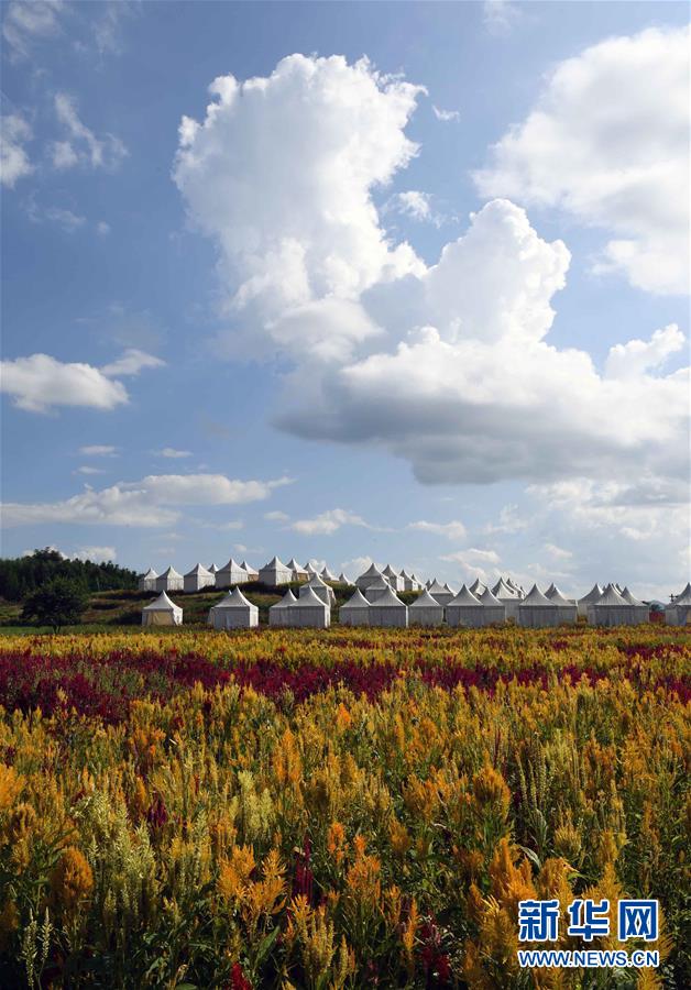 （美丽中国）（3）云南罗平：七彩花田美如画
