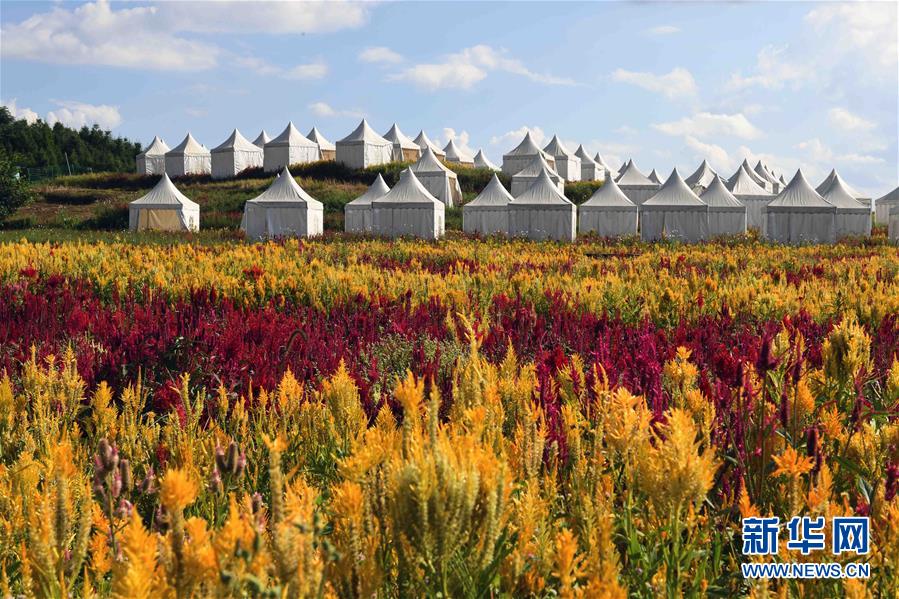 （美丽中国）（6）云南罗平：七彩花田美如画