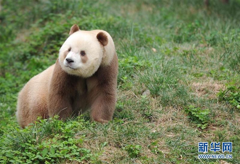(XHDW·图文互动)(3)秦岭棕色大熊猫:“弃仔”到“七仔” 命运大不同