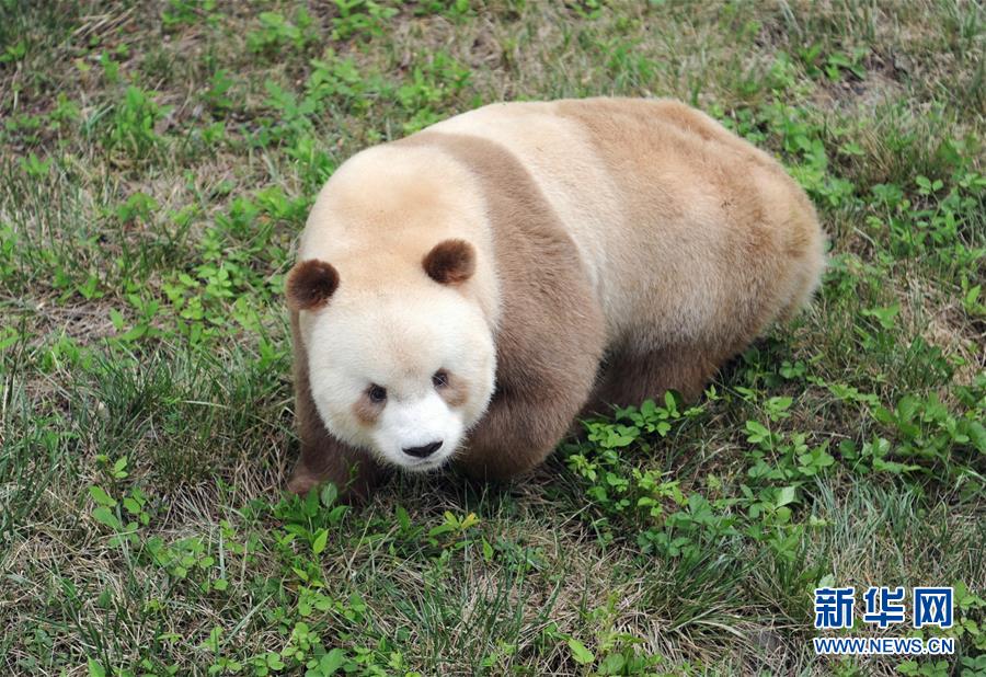 （XHDW·图文互动）（4）秦岭棕色大熊猫：“弃仔”到“七仔” 命运大不同